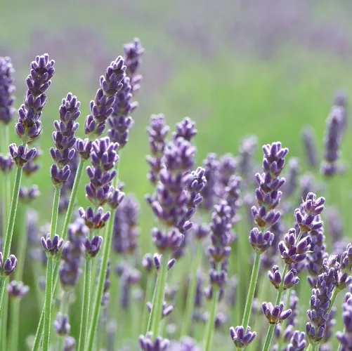 Lavender (true) French oil - Certified Organic 3
